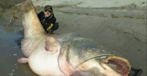 নেশাগ্রস্থ মাছ! নদীর পানিতে মাদক